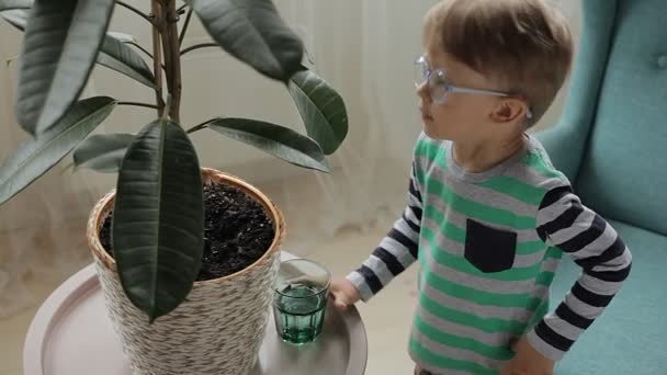 Παιδί πότισμα houseplant στο σπίτι δίνοντας νερό καλλιεργώντας φυτό ανάπτυξης — Αρχείο Βίντεο