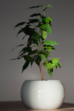 houseplant ficus benjamin in a gray pot indoors
