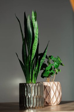 Sansevieria and arabica coffee plant in pots, indoors