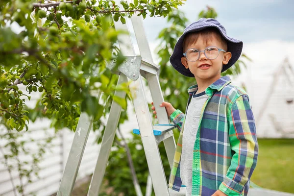 Child Ladder Tree Gardening Backyard Garden — Stock Photo, Image