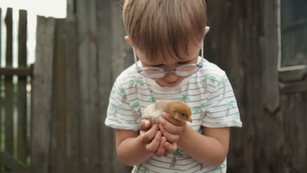 Chick fly away from child hands in the backyard of farm — Αρχείο Βίντεο
