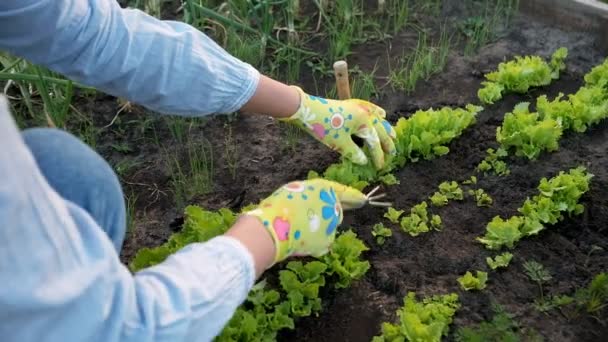 Žena zahradnice v rukavicích pracuje na zahradě na dvorku — Stock video