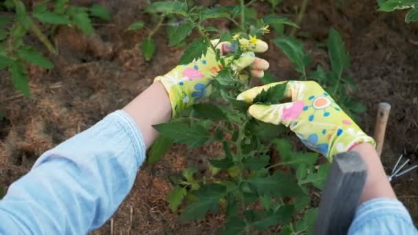 Mujer jardinero en guantes trabajando en el jardín en el patio trasero, experiencia en primera persona — Vídeos de Stock