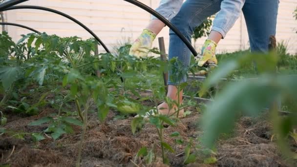 뒤 뜰에 있는 정원에서 장갑을 끼고 일하는 여자 정원사 — 비디오