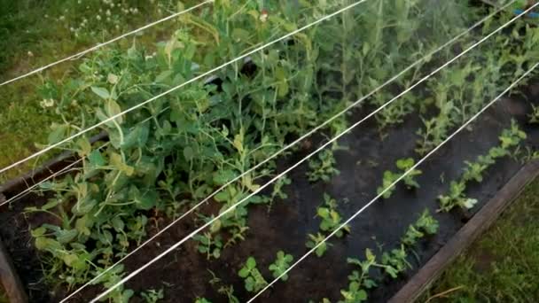 Femme jardinier arrosage tuyau le jardin dans la cour arrière — Video