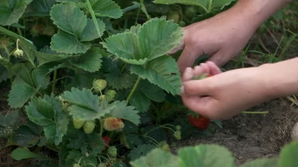 Vrouw hand tuinieren in aardbei plant tuin in de achtertuin — Stockvideo