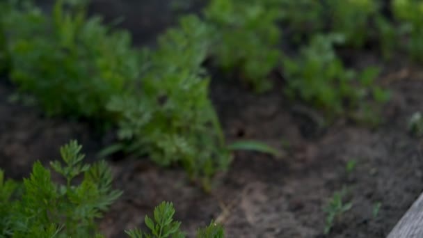 Vrouw tuinman besproeiing slang de tuin in de achtertuin — Stockvideo