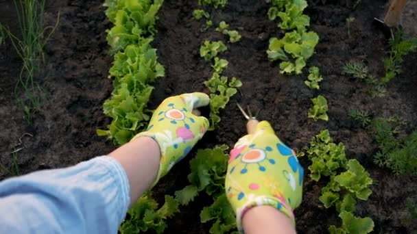 Vrouw tuinier in handschoenen werken in de tuin in de achtertuin — Stockvideo