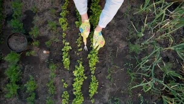 Vrouw tuinier in handschoenen werken in de tuin in de achtertuin — Stockvideo