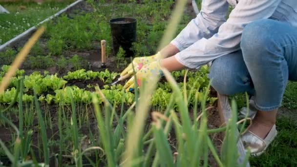 Bahçede çalışan eldivenli kadın bahçıvan. — Stok video