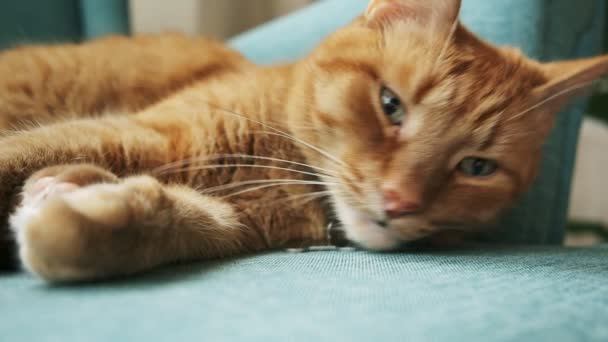 Huslig ingefära katt sover och vaknar i fåtölj hemma — Stockvideo