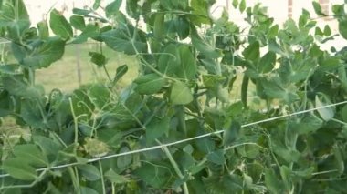 Yeşil bezelye kabuklarını toplayan kadın elleri, arka bahçede bahçe işleri.