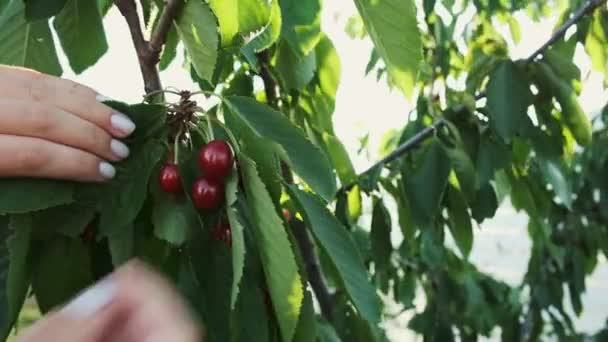 Kobieta ręce zbioru słodkiej wiśni z gałęzi drzewa — Wideo stockowe