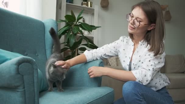 Жінка погладжує сірого кота, що лежить на кріслі вдома — стокове відео