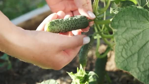 Γυναίκα χέρια συγκομιδή αγγούρι από ένα φυτό στο θερμοκήπιο — Αρχείο Βίντεο