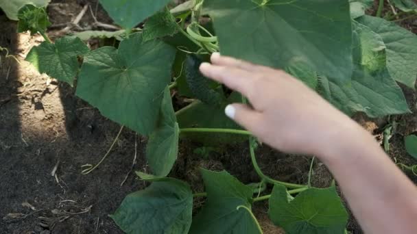Vrouw handen oogst komkommer van een plant in kas — Stockvideo