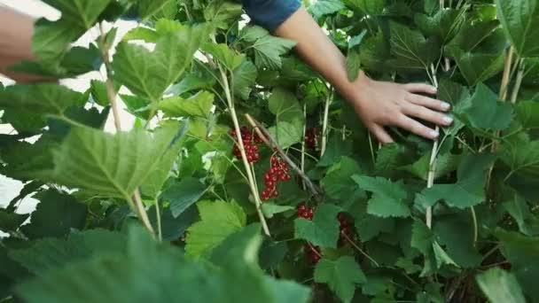 Vrouw handen oogsten rode bessen van struik takken — Stockvideo