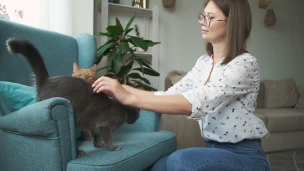 Woman stroking two cats ginger and gray fur lying on armchair at home — Stock Video