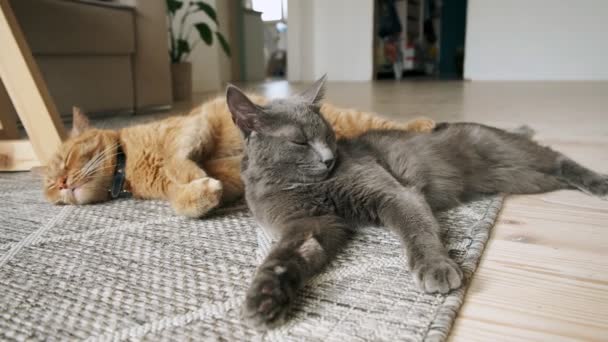 Two Ginger Gray Domestic Cats Sleeping Wake Lying Carpet Floor — Stock Video