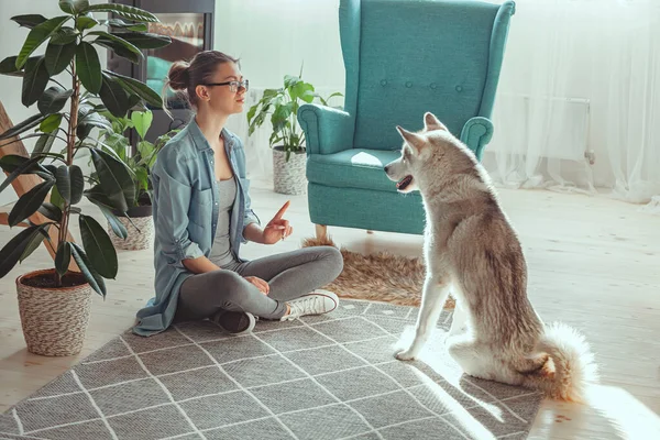 Jovem Está Levantando Brincando Com Seu Cão Doméstico Siberian Husky — Fotografia de Stock