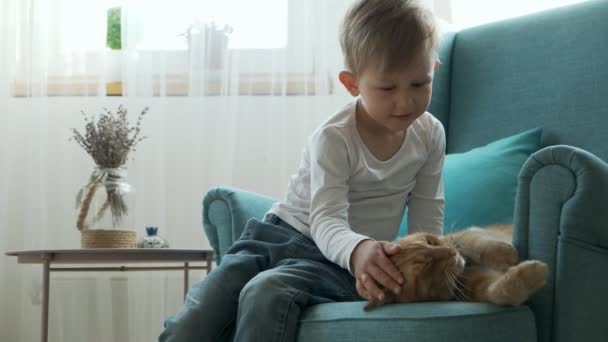 Criança acariciando um gato doméstico de gengibre, sentado em poltrona em casa — Vídeo de Stock
