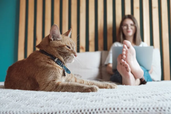 Horas Flexibles Trabajo Remoto Gato Doméstico Encuentra Cama Mujer Usando — Foto de Stock