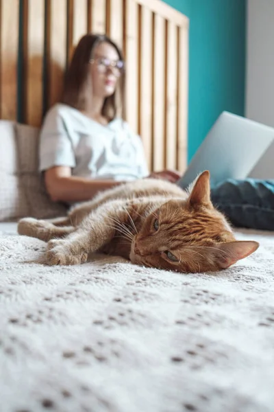 Horas Flexibles Trabajo Remoto Gato Doméstico Encuentra Cama Mujer Usando — Foto de Stock