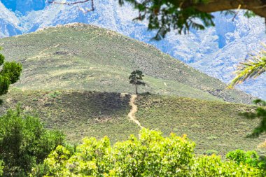 Dağdaki küçük ağaç, ağaca doğru giden yol, ağaçlar ve çalılarla çevrili.