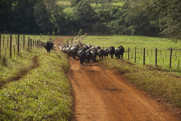 Ganado de vacas con cuernos caminando por un camino de tierra . — Foto de Stock