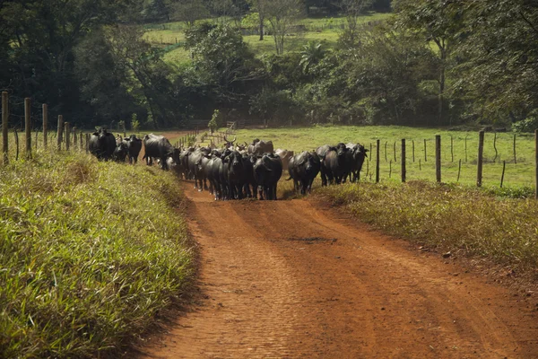 Gado de vacas com chifres andando em uma estrada de terra . — Fotografia de Stock