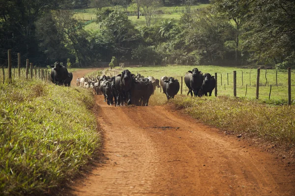 Ganado de vacas con cuernos caminando por un camino de tierra . — Foto de Stock