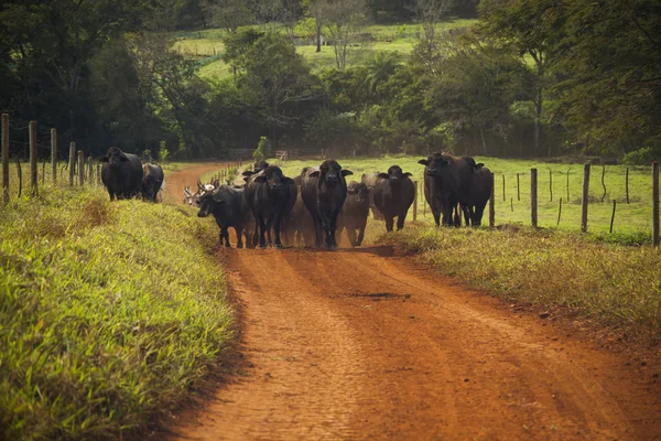 Скот коров с рогами идет по грунтовой дороге . — стоковое фото