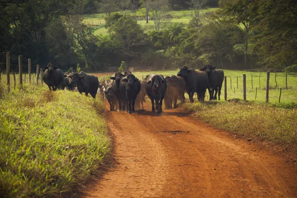 Скот коров с рогами идет по грунтовой дороге . — стоковое фото