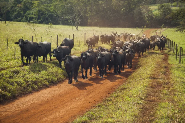 Ganado de vacas con cuernos caminando por un camino de tierra . —  Fotos de Stock