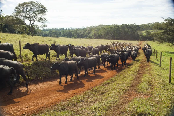 Gado de vacas com chifres andando em uma estrada de terra . — Fotografia de Stock