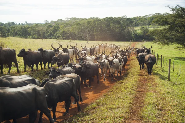 Gado de vacas com chifres andando em uma estrada de terra . — Fotografia de Stock