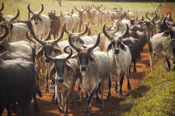 Gado de vacas com chifres andando em uma estrada de terra . — Fotografia de Stock