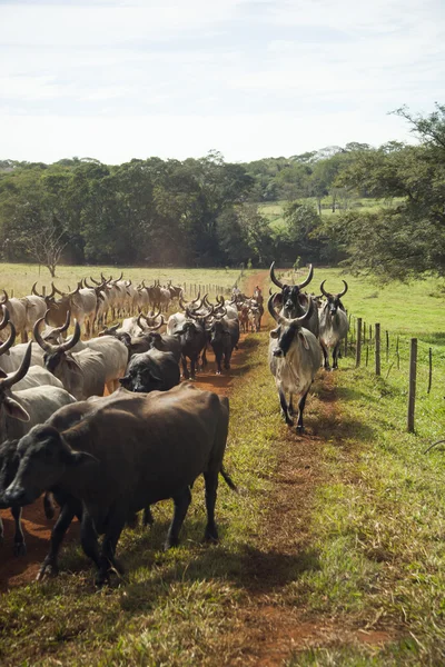 Gado de vacas com chifres andando em uma estrada de terra . — Fotografia de Stock