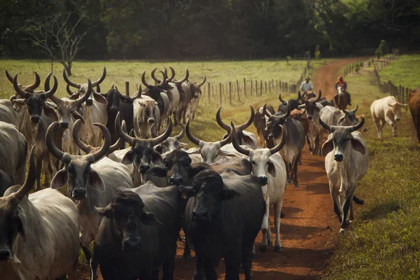 Gado de vacas com chifres andando em uma estrada de terra . — Fotografia de Stock