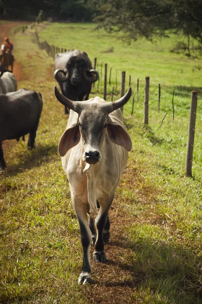 Uma vaca no rancho no dia ensolarado . — Fotografia de Stock