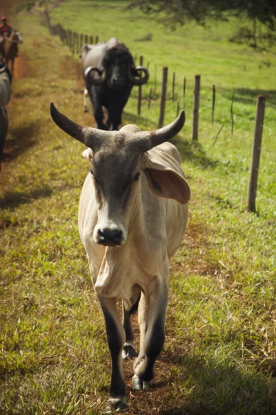 Uma vaca no rancho no dia ensolarado . — Fotografia de Stock