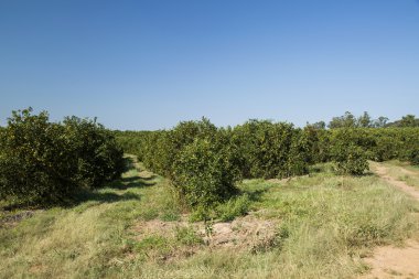 Portakal bahçeleri. Tarım.