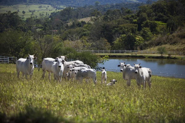 Rebanho de gado pastando no prado perto de um lago . — Fotografia de Stock
