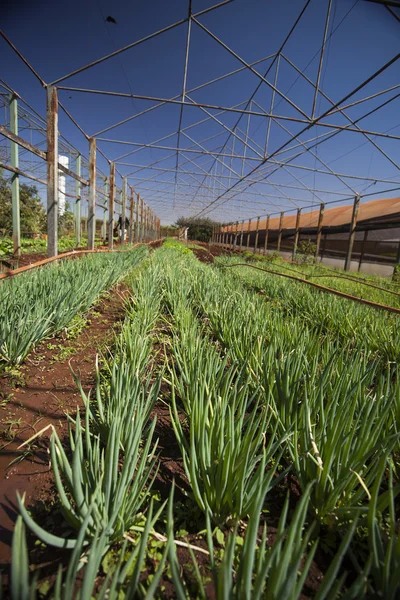 La plantación de cebolletas bajo un cielo azul — Foto de Stock