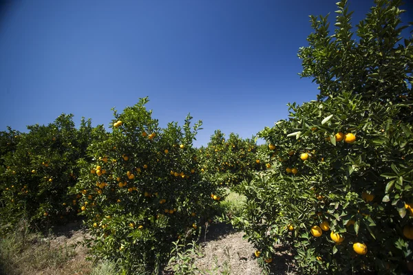 Plantaciones de naranja. Agricultura . — Foto de Stock
