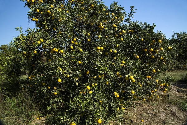 Plantaciones de naranja. Agricultura . — Foto de Stock