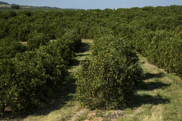 Plantaciones de naranja. Agricultura . — Foto de Stock