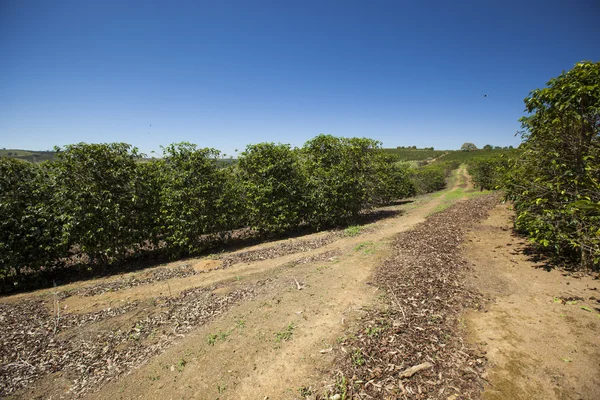 Plantación naranja bajo un cielo azul en un día soleado . — Foto de Stock