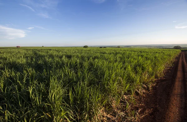 Sugarcane, Cana de  canavial, Cana — Zdjęcie stockowe