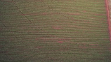 Sao Paulo devlet-Brazi patates Ekim havadan görünümü